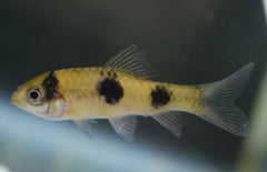 Barbus Fasciatus (panda)