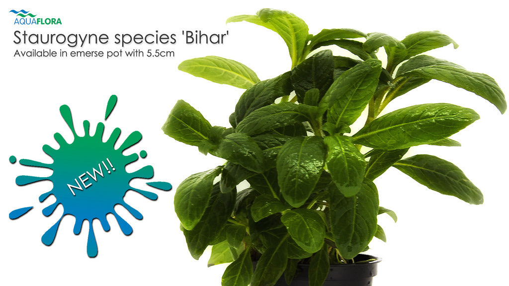 Staurogyne species 'Bihar'