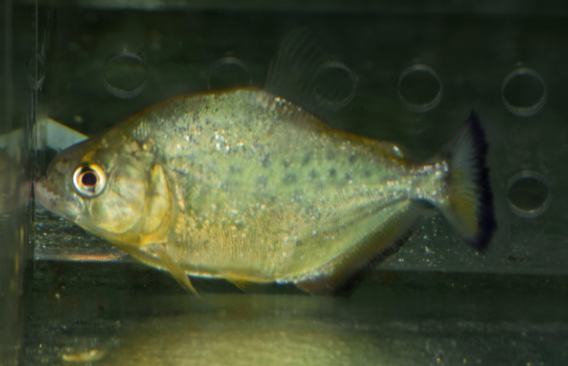 Serrasalmus Maculatus M Piranha Maculatus