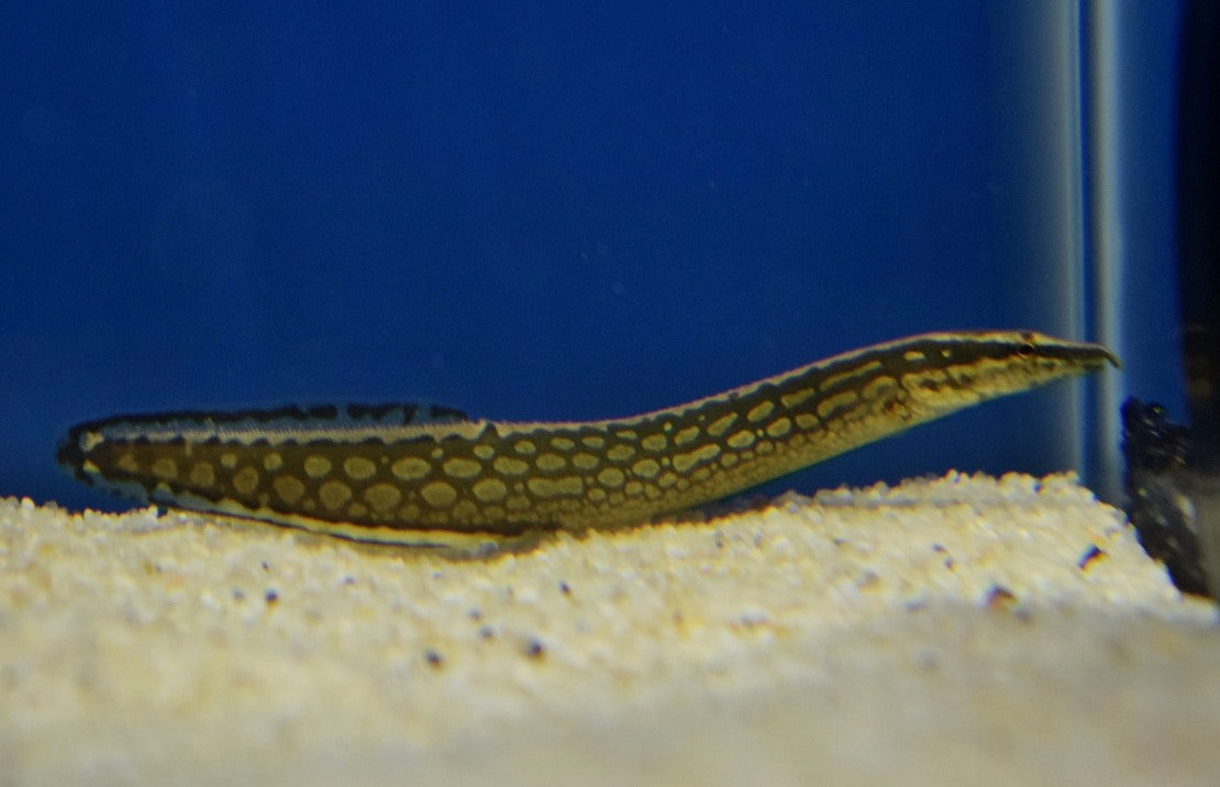Mastacembelus armatus Stekelaal armatus