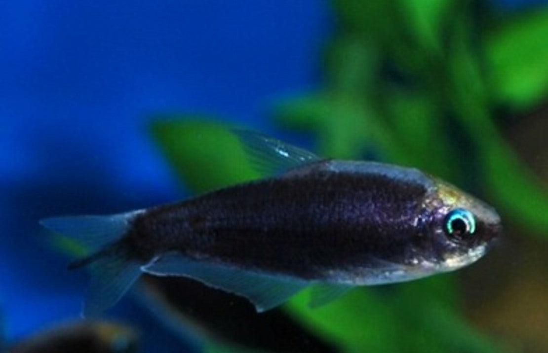 Nematobrycon palmeri Keizertetra Zwart