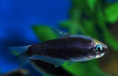 Nematobrycon Palmeri Keizertetra Zwart
