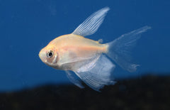 Gymnocorymbus Ternetzi wit Sluier M Witte Sluier Tetra
