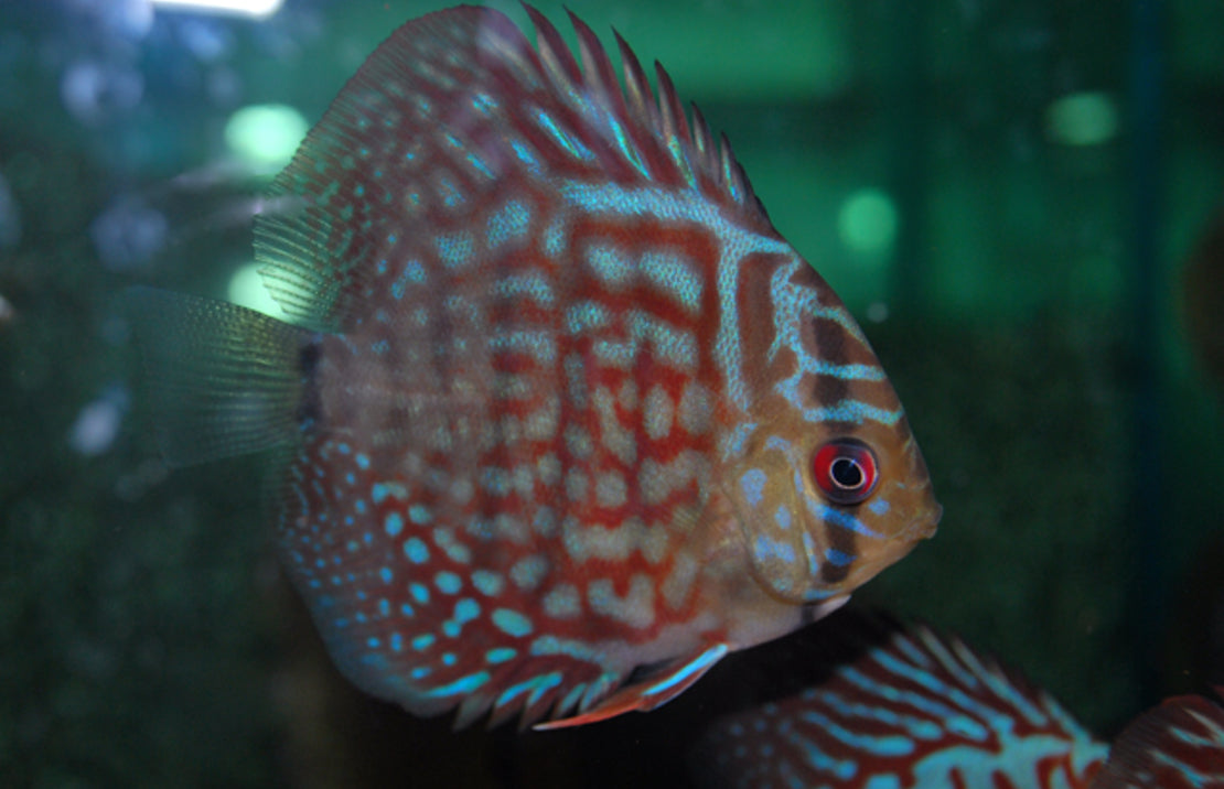 Discus Rood Turkoois