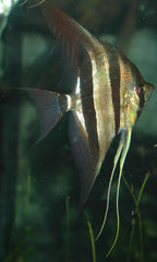 Pterophyllum scalare Maanvis Dantum