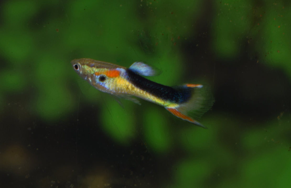 Poecilia Wingei Half Tuxedo Yellow (m-f) M