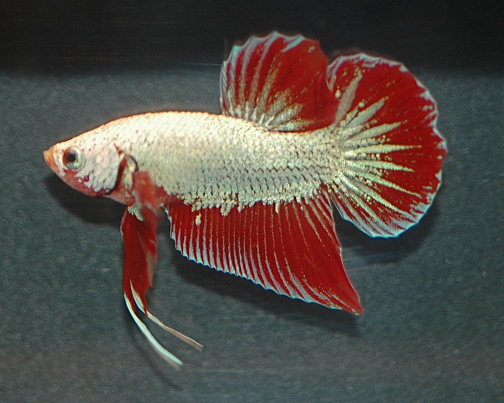 betta splendens kempvis dragon