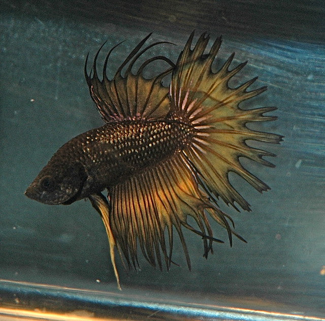 Betta Splendens Kempvis Man Crowntail Black copper