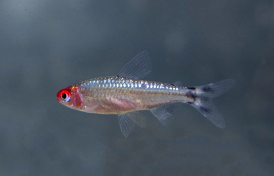 Hemigrammus Bleheri Diamant - Diamant Roodkopzalm