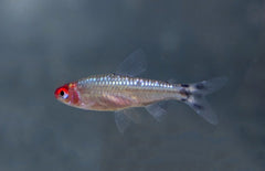 Hemigrammus Bleheri Diamant - Diamant Roodkopzalm