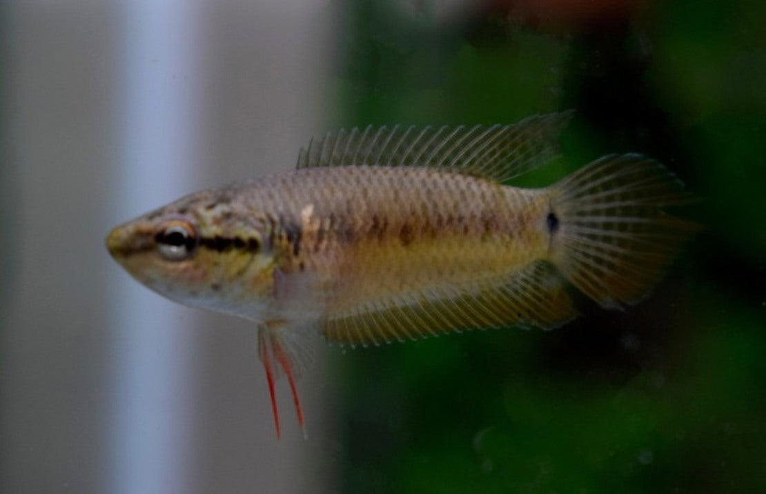 Pseudosphromenus Cupanus M Spitsstaartparadijsvis