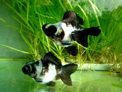 Panda Sluier