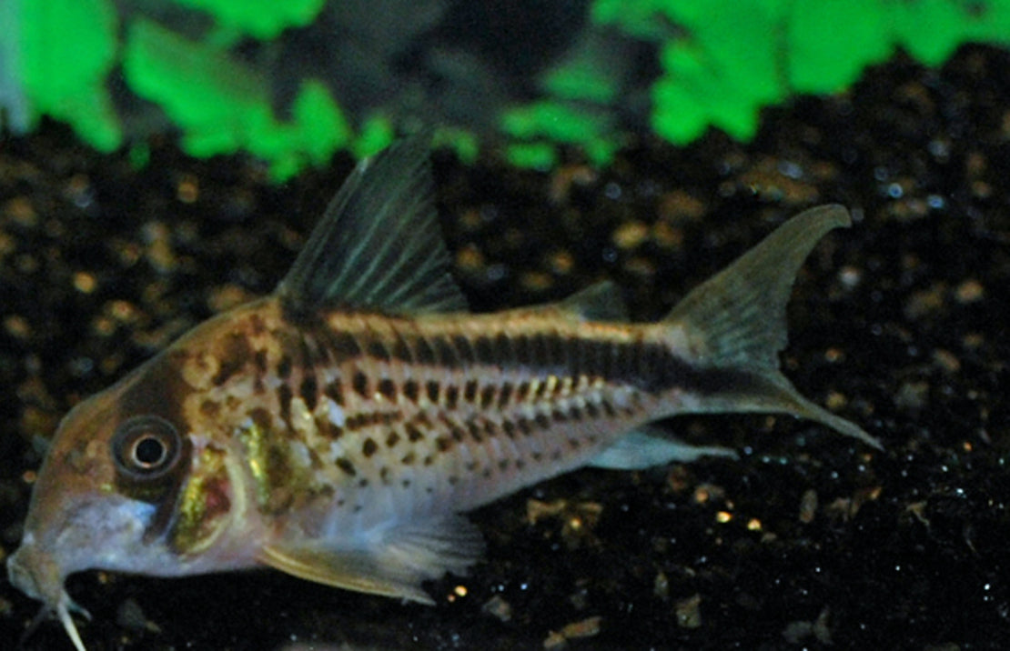 Corydoras Loxozonus M Pantsermeerval Loxozonus