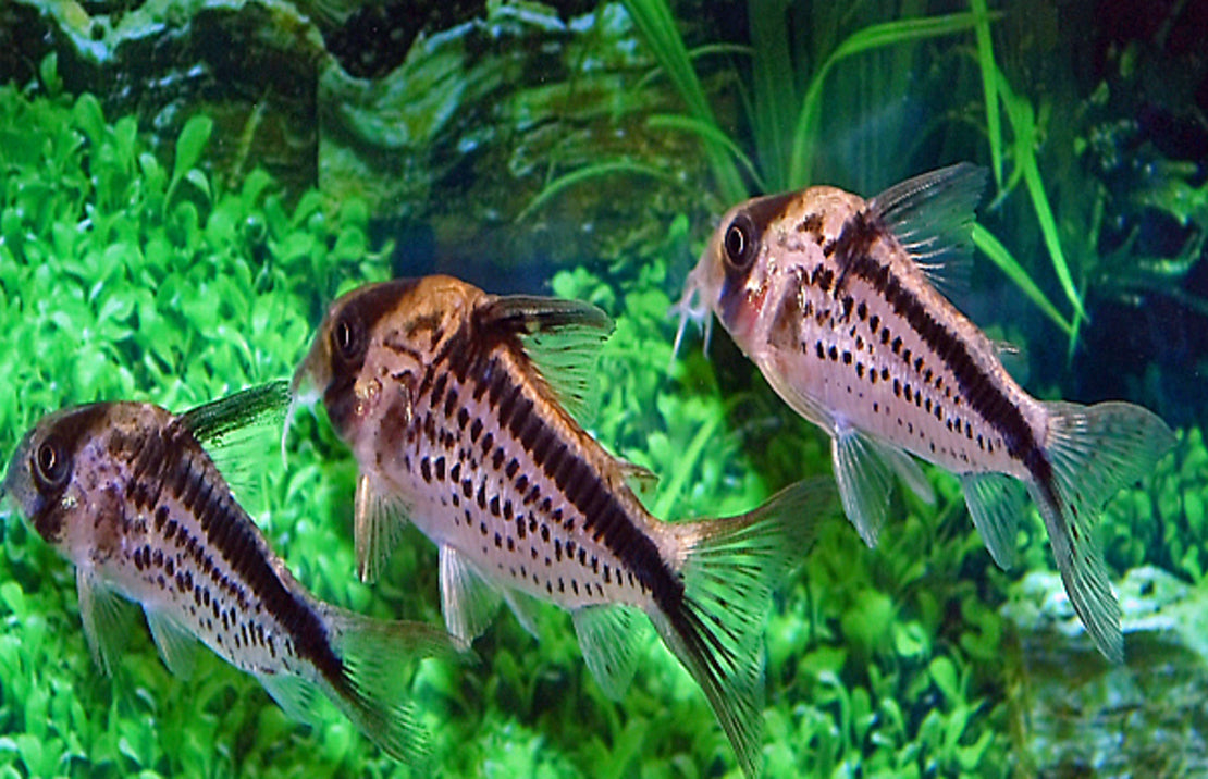 Corydoras Loxozonus M Pantsermeerval Loxozonus