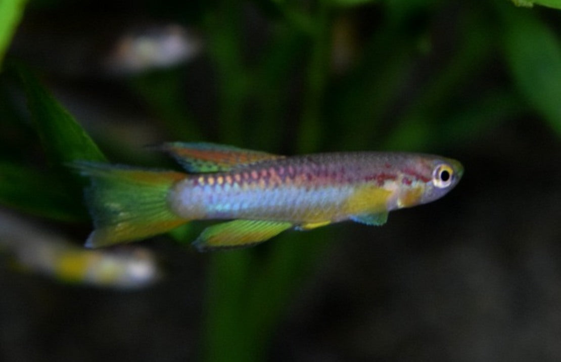 Aphyosemion Poliaki Tandkarper Cameroen