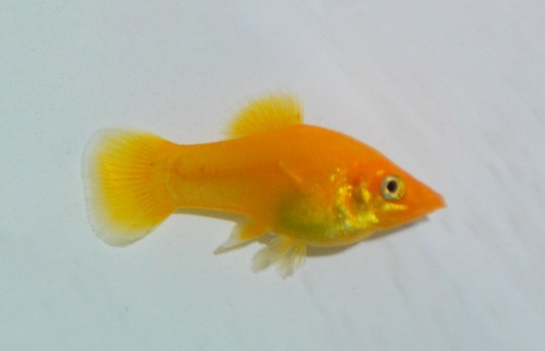 Poecilia sphenops Molly Goldust