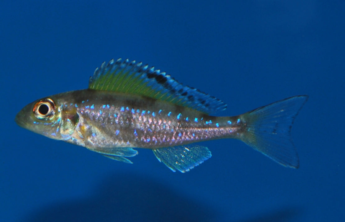 Xenotilapia Spilopterus Kipili