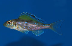 Xenotilapia Spilopterus Kipili