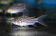 Corydoras Napoensis M Pantsermeerval Napoensis