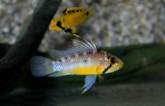 Apistogramma Atahualpa Dwergcichlide Peru
