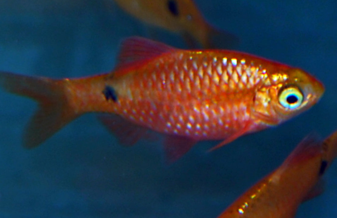 Pethia Conchonius Neon Gold  M Prachtbarbeel Neon Goud
