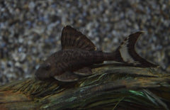 L203 Panaque Schaeferi S-M L203 Titanic Pleco