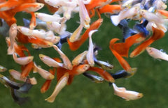 Poecilia Reticulatus Mix Dutch-france Flag Male M Gup Mix Dutch Flag Man