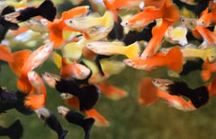 Poecilia Reticulatus Mix Belgium-german Flag Male M Gup Mix Belgium Flag Man