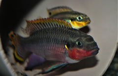 Pelvicachromis Taeniatus Nigerianum Rood
