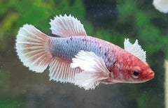 Betta Splendens Dumbo Ear Female M Kempvis Dumbo Ear Vrouw