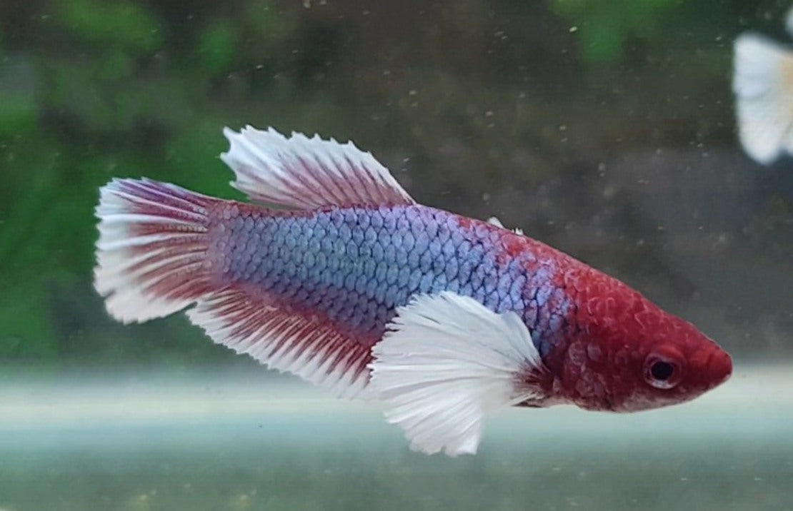 Betta Splendens Dumbo Ear Female M Kempvis Dumbo Ear Vrouw