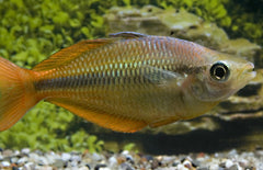 Melanotaenia Herbertaxelrodi Tebera regenboogvis