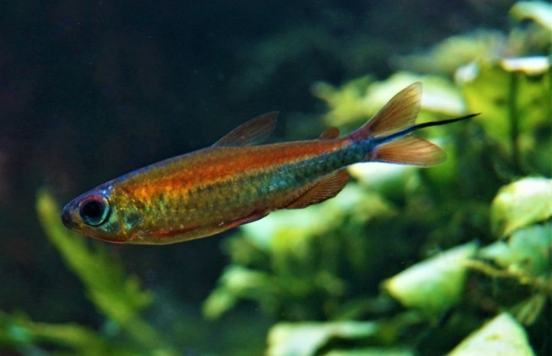 Phenacogrammus sp. Fantastic M Kongozalm Fantastic
