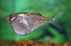 Gasteropelecus levis Reuzen bijlzalm