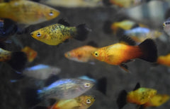 xiphophorus maculatus platy Wagtail Mix M