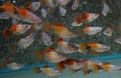 Xiphophorus maculatus platy Blue Red Top Mickey M