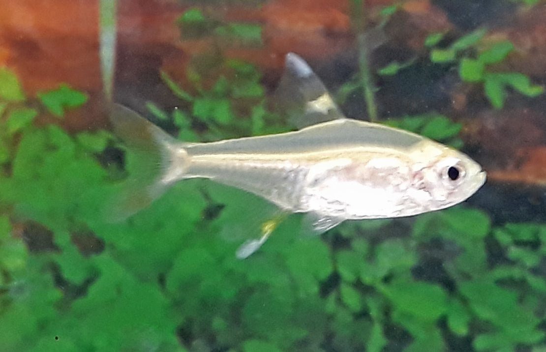 Pristella Maxilaris Gold Roodstaartzalm Goud