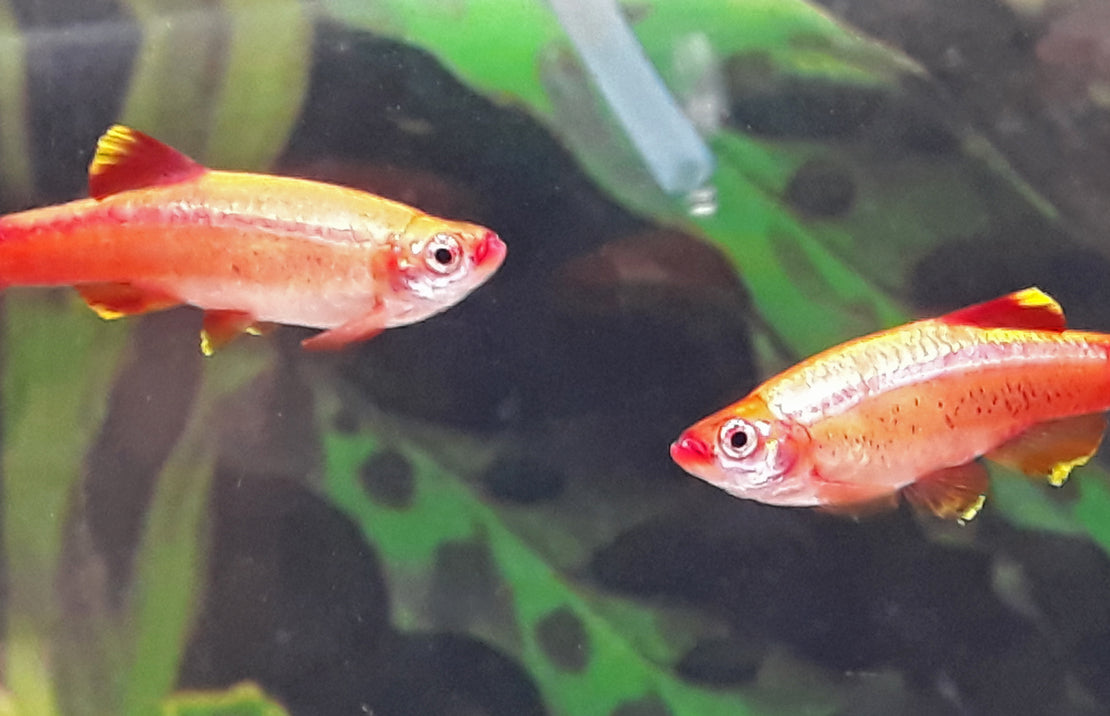 Tanichthys Albonubes Chinese Danio Goud