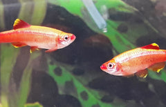 Tanichthys Albonubes Chinese Danio Goud