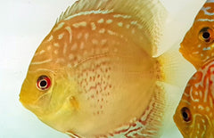 Discus Royal Green Red Spotted S. Aequifasciatus Royal Green Red Spot S