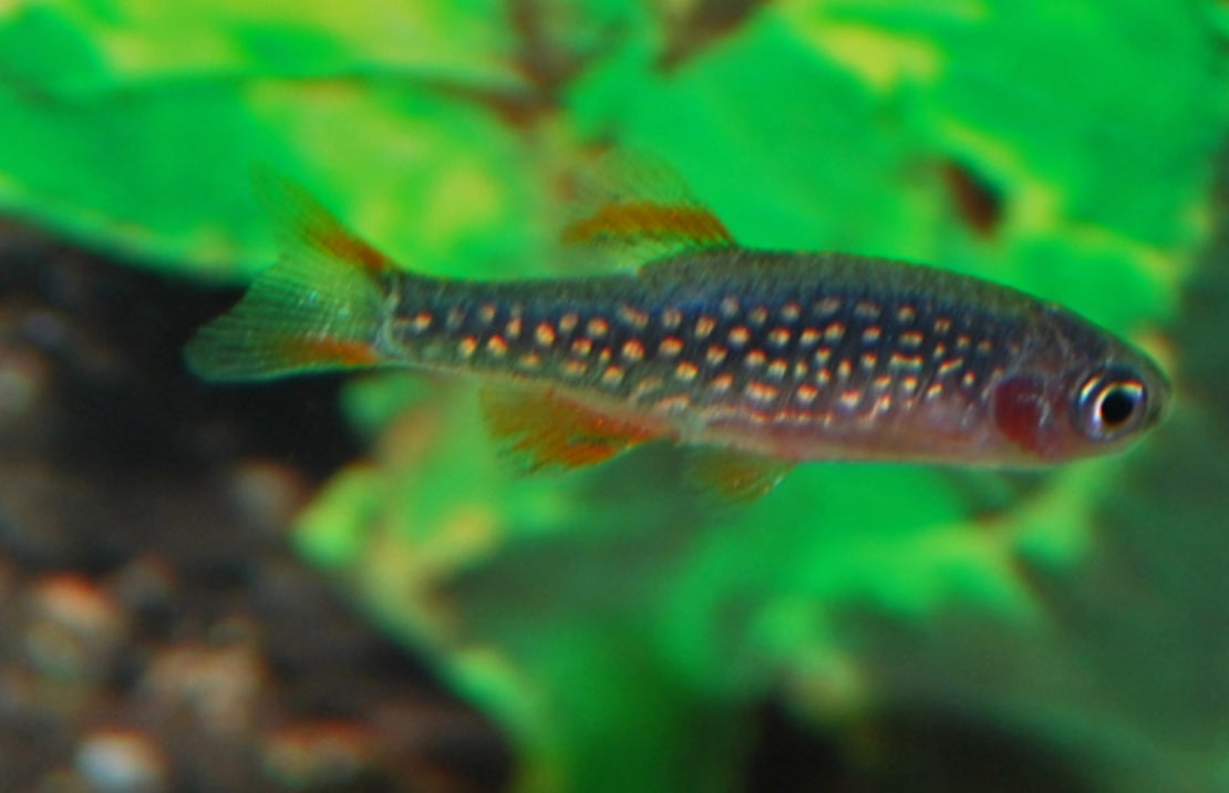 Danio margaritatus Rasbora Galaxy