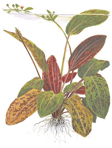 Echinodorus Ozelot Red