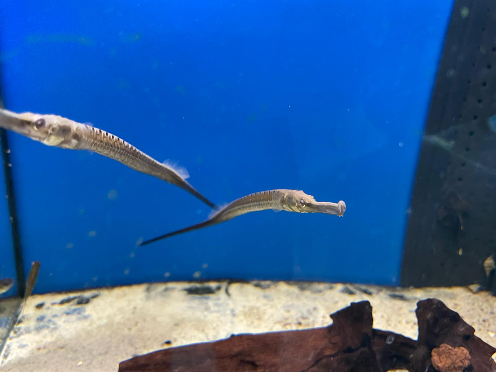 Doryichthys Boaja Naaldvis