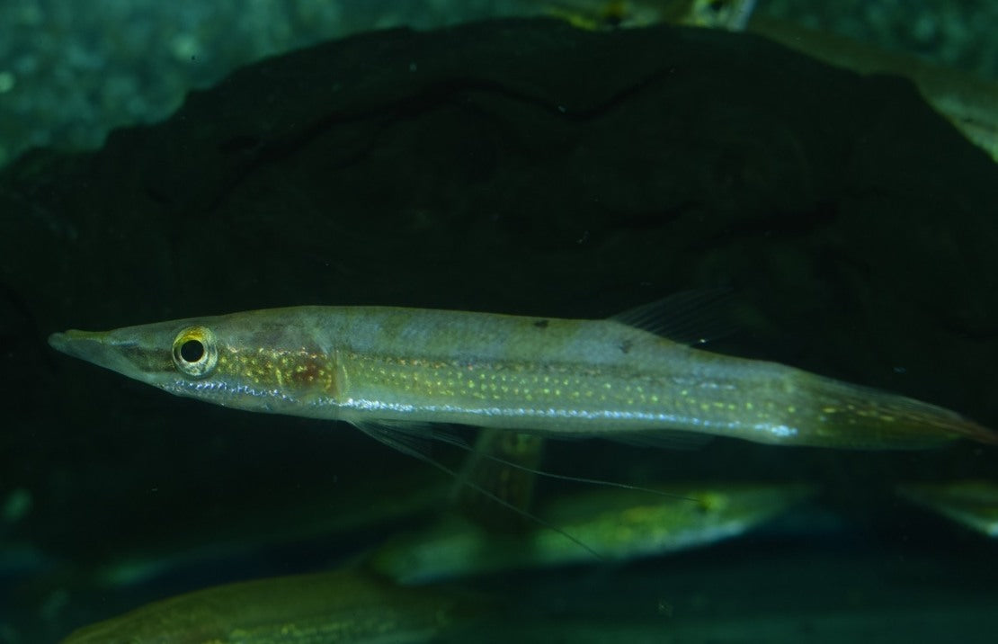 Luciocephalus Aura S Snoekkop Aura