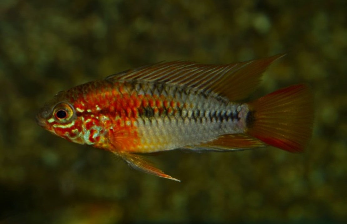 Apistogramma Macmasteri