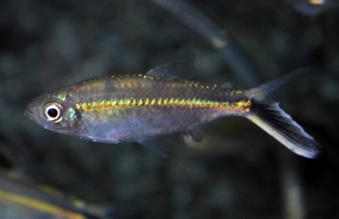 Thayeria Obliqua L Pinguin Tetra