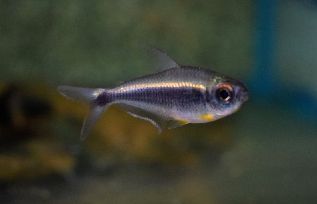 Moenkhausia Heikoi
