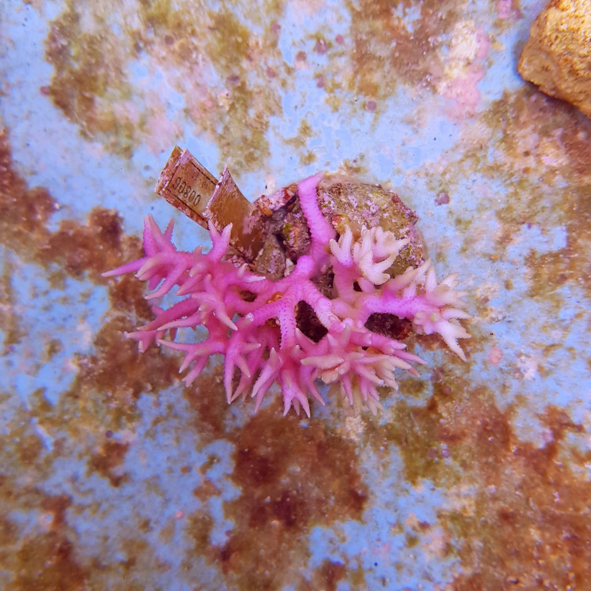 Seriatopora hystrix (Pink)