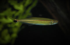 Iguanodectes Adujai L