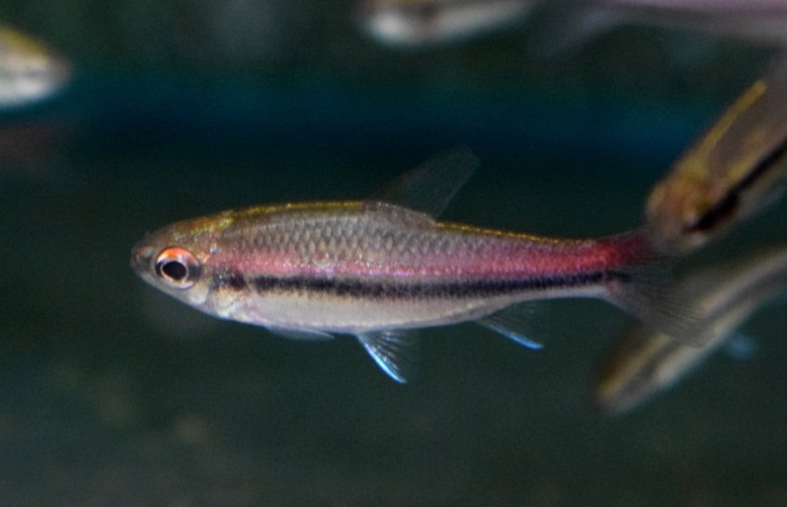 Neolebias Trewavasae M Tetra Trewavasae